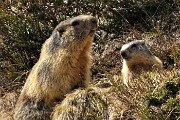 PASSO SAN SIMONE e FORCELLA ROSSA da San Simone-Baita Camoscio- 8magg21- FOTOGALLERY